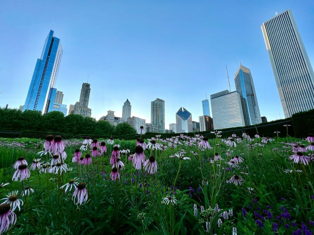 Chicago skyline seen from Lurie Garden